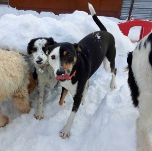 Dogs playing outside in the snow at Woofs ’n Whiskers in Brooklyn
