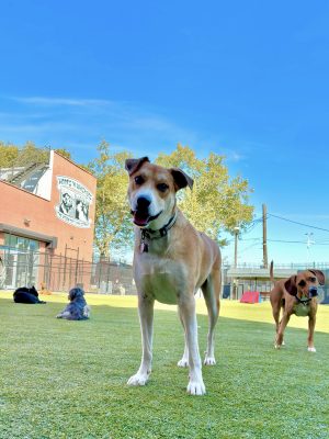🐾 How to Choose the Right Dog Daycare in Brooklyn: 5 Things Every Dog Owner Should Know
