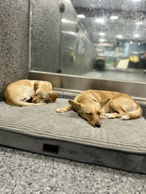 Two dogs sleeping together on a comfortable bed during dog boarding at Woofs ’n Whiskers in Brooklyn.